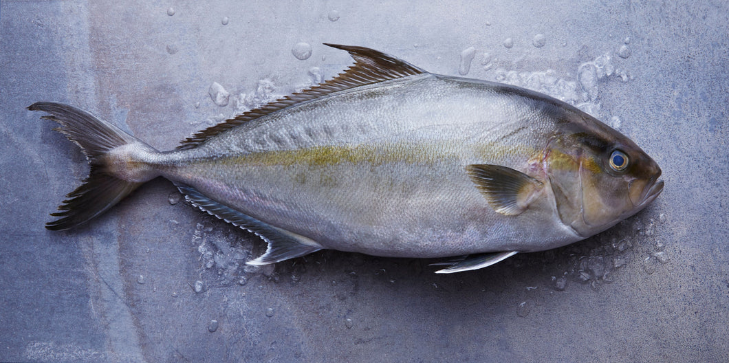 Fresh Kona Kanpachi SUSHI QUALITY