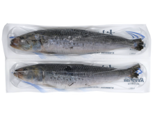 Load image into Gallery viewer, FZ Otoro Iwashi XL (Sardine) Sashimi Quality 1PC/PK
