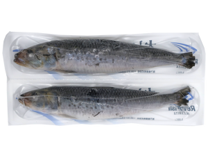 FZ Otoro Iwashi XL (Sardine) Sashimi Quality 1PC/PK