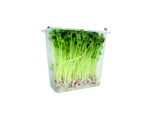 Kaiware(Sprouted Radish Seeds) PK