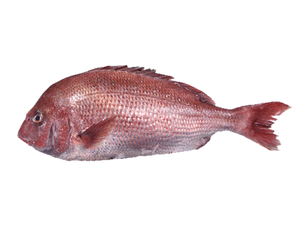 Madai/Sea Bream from JAPAN SUSHI QUALITY *PRE-ORDER ONLY*