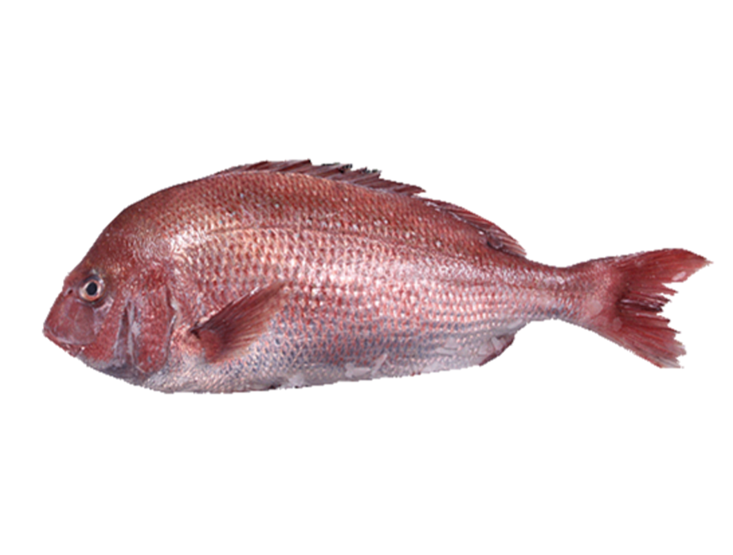 Madai/Sea Bream from JAPAN SUSHI QUALITY *PRE-ORDER ONLY*