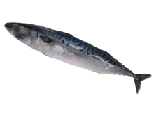 Load image into Gallery viewer, Frozen Whole Saba (Mackerel) 1LB/PC
