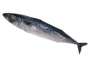 Frozen Whole Saba (Mackerel) 1LB/PC