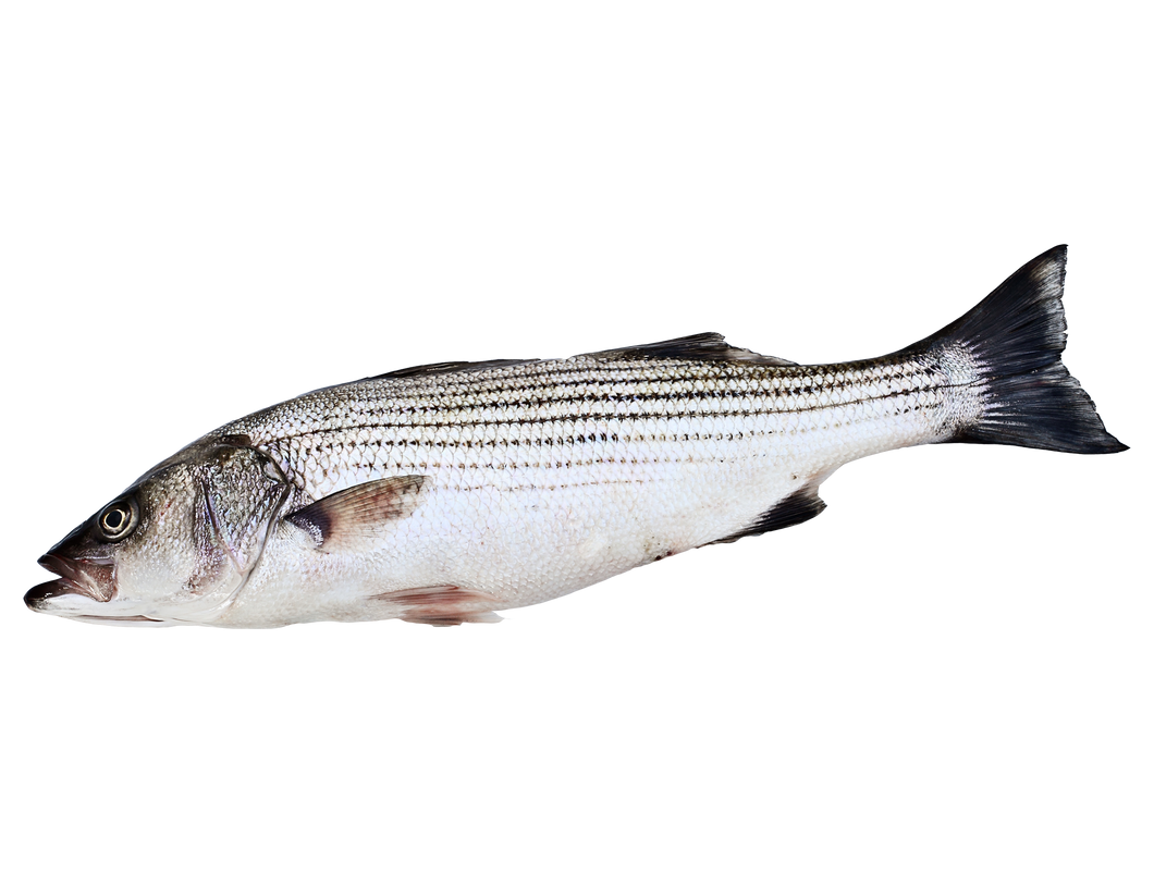 Fresh Hybrid Bass/ Rock Fish SUSHI QUALITY – True World Foods DC
