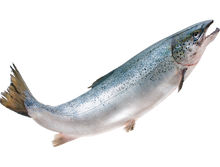 Load image into Gallery viewer, Atlantic Salmon SUSHI QUALITY
